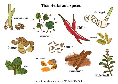 Hand drawn vector illustration of Thai herbs and spices such as mint, turmeric, chilli, cumin, bay leaf, lemon grass, cinnamon, coriander, galangal, holy basil, ginger  isolated on white background.