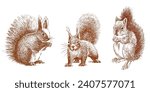 Hand drawn vector illustration of three red nimble fluffy funny forest squirrels standing together and eating