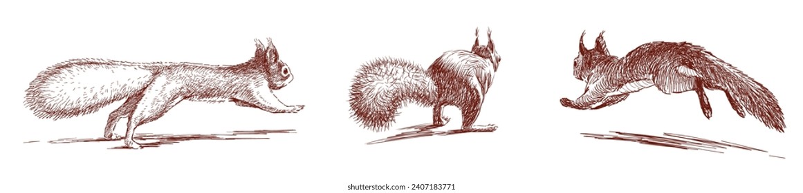 Hand drawn vector illustration of three red nimble fluffy funny forest squirrels jumping and running away