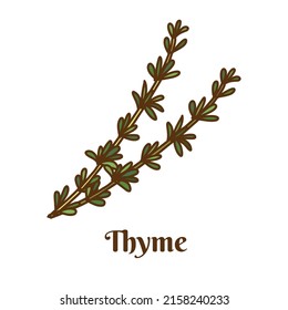 Hand drawn vector illustration of thyme isolated on white background.