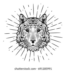 Hand drawn vector illustration with a Tiger head and divergent rays. Used for poster, banner, web, t-shirt print, bag print, badges, flyer, logo design and more.