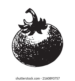 Hand drawn vector illustration of tomato