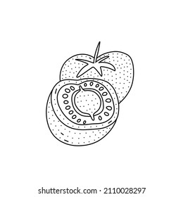 Hand drawn vector illustration of tomatoes in doodle style. Cute illustration of a vegetable on a white background.