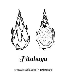 Hand drawn vector illustration -  tropical exotic fruits. Pitaya or pitahaya, dragonfruit