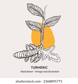 Hand drawn vector illustration turmeric. turmeric sketch. Illustration of turmeric for menu, logos, label, packaging. Vector illustration of turmeric.