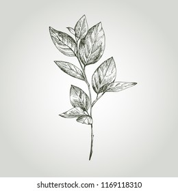 Hand drawn vector illustration of twig with leaves. Wild and free. Perfect for invitations, greetings card, quotes, blogs and posters.