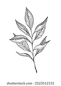 Hand drawn vector illustration of a twig with leaves. Single black and white element. Line art, drawing of a tea twig with leaves. Green, black tea, traditional hot drink