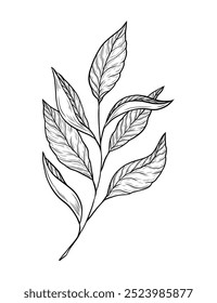 Ilustración vectorial dibujada a mano de una ramita con hojas. Elemento blanco y negro único. Arte de línea, dibujo de una ramita de té con hojas. Té verde, negro, bebida caliente tradicional