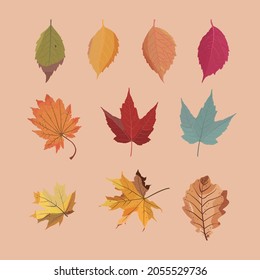 Hand drawn vector illustration of various autumn leaves.