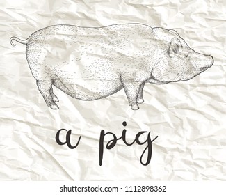 Hand drawn vector illustration of Vietnamese Pot-bellied on a white background.