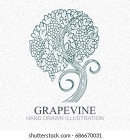 Hand drawn vector illustration of vineyard and grapes. 
Vine sketch isolated on old paper background.