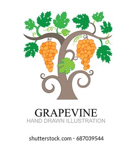 Hand drawn vector illustration of vineyard and grapes. Vine sketch isolated on old paper background.