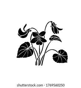 Hand drawn vector illustration of violet plant with flowers, leaves and buds, Viola sororia,   Illinois state symbol.