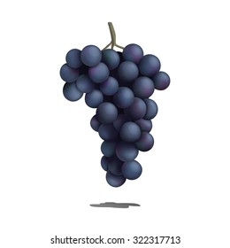 Hand drawn vector  illustration of violet grape twig. Isolated on white