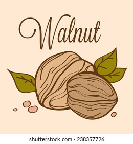 hand drawn vector illustration of walnut on light background