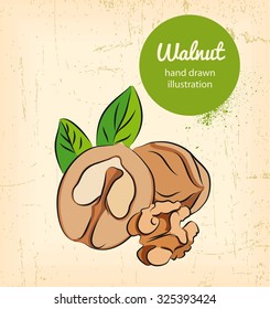 hand drawn vector illustration of walnut