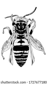 Hand Drawn Vector Illustration of a Wasp, Isolated on a White Background. Hand Drawn Insect Illustration for Greeting Card, Social Media or Poster. 