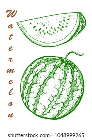 Hand drawn vector illustration - watermelon and slices. Botanical food illustration.