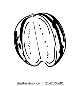 Hand drawn vector illustration - watermelon . Design elements in sketch style watermelon vector sketch