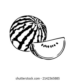 Hand drawn vector illustration - watermelon . Design elements in sketch style watermelon vector sketch