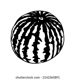 Hand drawn vector illustration - watermelon . Design elements in sketch style watermelon vector sketch