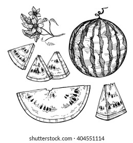 Hand drawn vector illustration - watermelon and slices with seeds. Flowering branch. Design elements in sketch style
