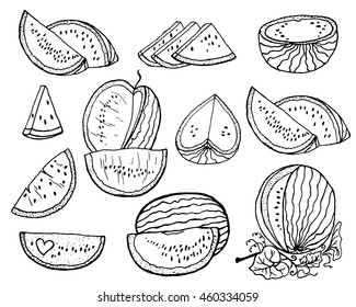 Hand drawn vector illustration - watermelon and slices of watermelon