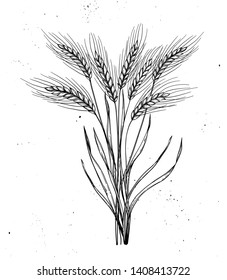 Hand drawn vector illustration - Wheat. Rustic bouquet with stalks of cereals. Design elements in engraving style. Perfect for advertising, prints, packing