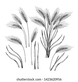 Hand drawn vector illustration - Wheat. Engraving rustic design elements (branches and stalks of cereals).  Perfect for advertising, prints, packing
