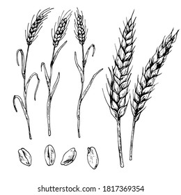 Hand drawn vector illustration of wheat for cosmetics, medicine, treating, aromatherapy, package design healthcare