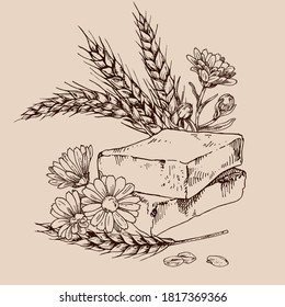 Hand drawn vector illustration of wheat germ and calendula soap for cosmetics, medicine, treating, aromatherapy, package design healthcare.
