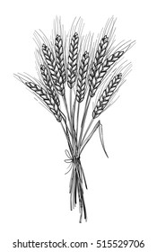 Hand drawn vector illustration - Wheat. Tribal design elements. Perfect for menu, cards, posters, prints, banners