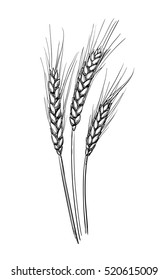 Hand drawn vector illustration of wheat. Isolated on white background. Retro style.