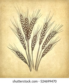 Hand drawn vector illustration of wheat on old paper background. Retro style.