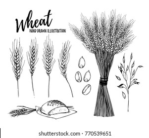 Hand drawn vector illustration - Wheat. Rustic design elements (bread and stalks of cereals). Perfect for cards, posters, prints, advertising, leaflets, menu