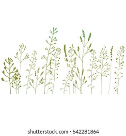 Hand drawn vector illustration of wild flowers, herbs and grasses.Thin delicate lines silhouettes of  shepherds purse, lavender and other plants in tints of green .Isolated on white background 