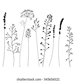 Hand drawn vector illustration of wild flowers, herbs and grasses.Thin delicate lines silhouettes of different plants - shepherds purse, lavender, dill, queen anne lace.Isolated on white background 