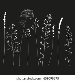 Hand drawn vector illustration wild flowers  herbs   grasses  Thin delicate lines silhouettes different plants    shepherd's purse  lavender  dill fennel 