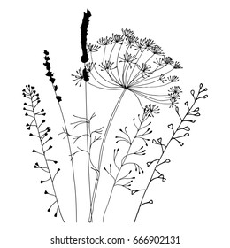 Hand drawn vector illustration of wild flowers, herbs and grasses. Thin delicate lines silhouettes of different plants - shepherd's purse, lavender, dill or fennel.
