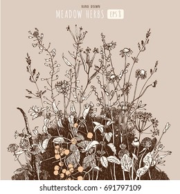 Hand drawn vector illustration of wild flowers, herbs and grasses.Sketch of different plants - shepherds purse, clover, dill, mint, chamomile. Design for package tea, natural and organic product