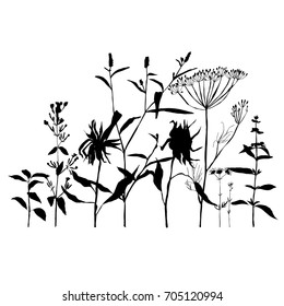 Hand drawn vector illustration of wild flowers, herbs and grasses.Thin delicate lines silhouettes of different plants.