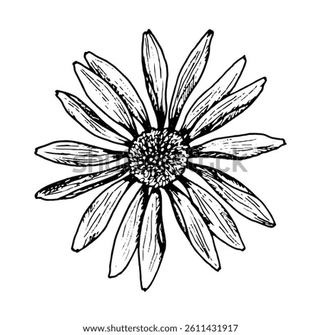 Hand drawn vector illustration of a wildflower with long narrow petals and a detailed center. Stylized image resembles chamomile, echinacea, rudbeckia, gaillardia or cosmos flower.