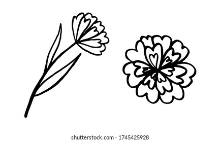Hand drawn vector illustration of wildflowers. Collection of doodle floral elements. Spring and summer symbol. Contour otline drawing of simple black twig