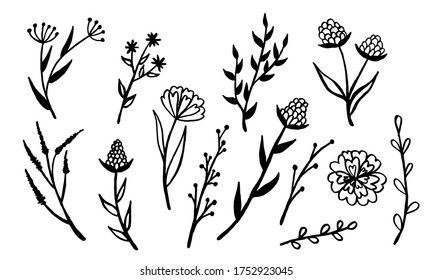Hand drawn vector illustration wildflowers  Collection doodle floral elements  Spring   summer symbol  Contour otline drawing simple black twig