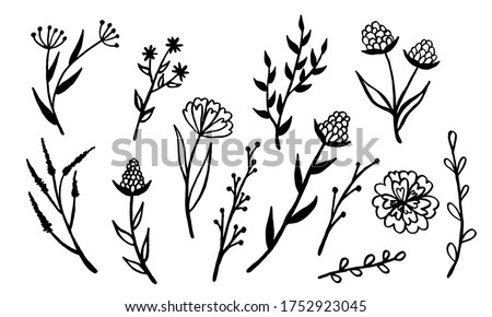 Hand drawn vector illustration of wildflowers. Collection of doodle floral elements. Spring and summer symbol. Contour otline drawing of simple black twig