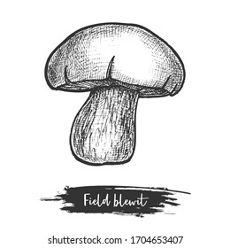 Hand drawn vector illustration of wood or field blewit. Blue-leg mushroom sketch. Forest shroom for vegetarian meal or recipe cook book. Fungus with cap or autumn, fall plant. Edible fungi. Botany