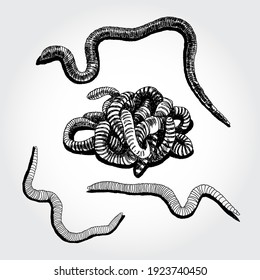 Ilustración de gusanos dibujada a mano