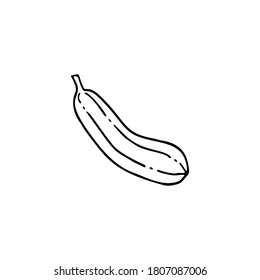 Hand drawn vector illustration of zucchini. Element for your cards, posters, stickers and seasonal design.
