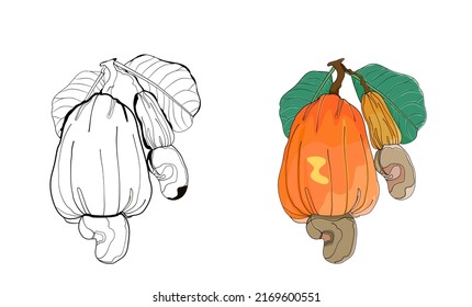 Hand drawn vector illustration,Cashew vector.Design for package.Cashew Hand drawn