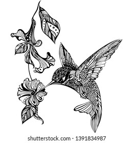 Hand drawn vector illustration.Hummingbird and flower.